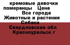 кремовые девочки померанцы › Цена ­ 30 000 - Все города Животные и растения » Собаки   . Свердловская обл.,Красноуральск г.